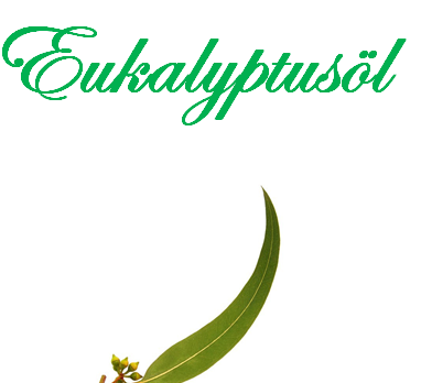 Eukalyptusöl 10 ml